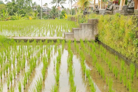 Rice terraces, Campuhan ridge walk, Bali, Indonesia, track on the hill with grass, large trees,