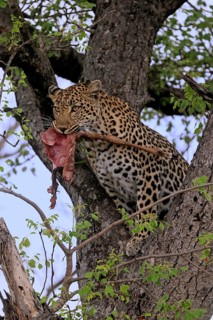 Leopard (Panthera pardus), adult, in tree, with prey, Sabi Sand Game Reserve, Kruger NP, Kruger