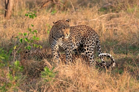 Leopard (Panthera pardus), adult, pair, alert, Sabi Sand Game Reserve, Kruger NP, Kruger National