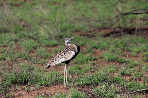 Red-crested Bustard, (Lophotis ruficrista), adult, calling, Kruger National Park, Kruger National