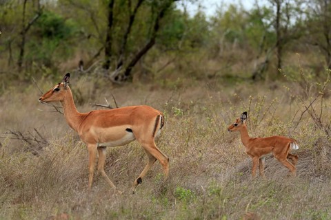 Black Heeler Antelope, (Aepyceros melampus), adult, female, young animal, mother with young animal,