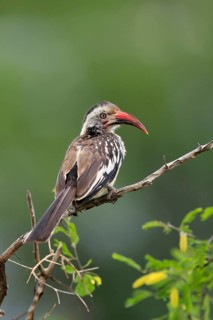 Red-billed hornbill (Tockus erythrorhynchus), adult, on wait, Kruger National Park, Kruger National