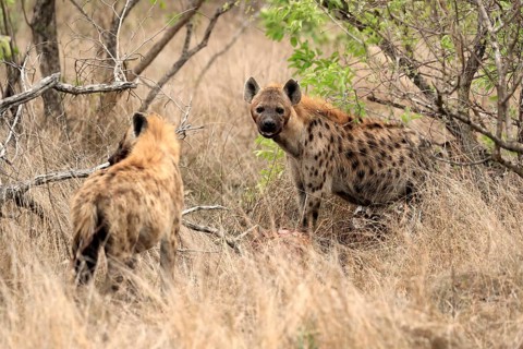 Spotted hyena (Crocuta crocuta), adult, two hyenas, observed, alert, Sabi Sand Game Reserve, Kruger