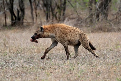 Spotted hyena (Crocuta crocuta), adult, with prey, carrying prey, running, Sabi Sand Game Reserve,