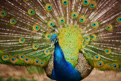 Indian peafowl (Pavo cristatus) doing a cartwheel, spreading its feathers, eyes, France, Europe