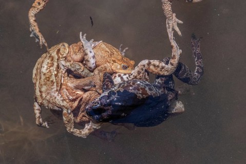 Common toad (Bufo bufo) in a pond during the breeding season in spring. Haut-Rhin, Alsace, Grand