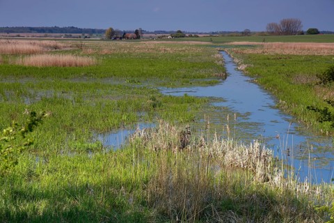 Wetland biotope in the Peene valley, waterlogged meadows, rare habitat for endangered plants and