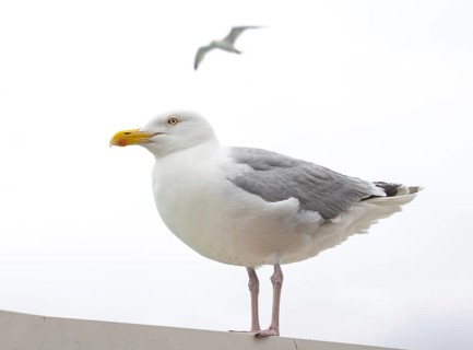 European herring gull (Larus argentatus) standing on a ledge, close-up, blurred gull flying against