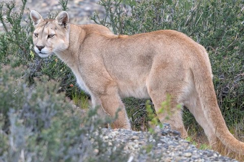 Cougar (Cougar concolor), silver lion, mountain lion, cougar, panther, small cat, Torres del Paine