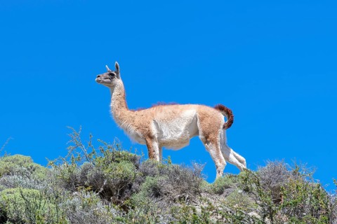 Guanaco (Llama guanicoe), Huanako, Torres del Paine National Park, Patagonia, End of the World,