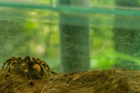 Closeup of large Brazilian salmon pink tarantula in glass aquarium