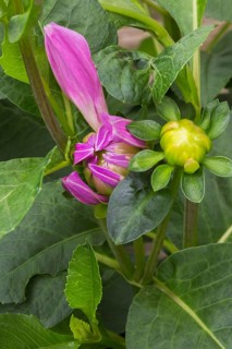 Emerging Dinnerplate Dalhia flower in summer, Quebec, Canada, North America