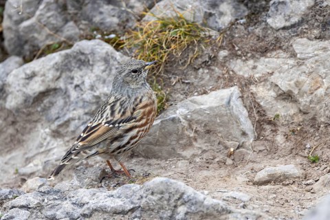 Alpine accentor