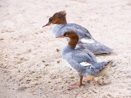 Two common mergansers (Mergus merganser merganser), female and female juvenile, standing next to