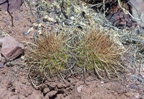 Parodia maasii