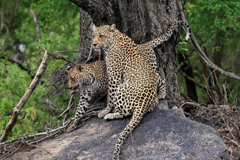 Leopard (Panthera pardus), adult with young, observed, alert, sitting, on rocks, Sabi Sand Game