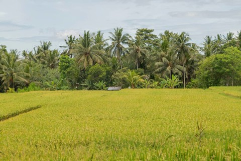 Rice fields in countryside, Ubud, Bali, Indonesia, green grass, large trees, jungle and cloudy sky.