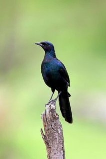 Meves' Glossy Starling, Lamprotornis mevesii, adult, in perch, Kruger National Park, South Africa,