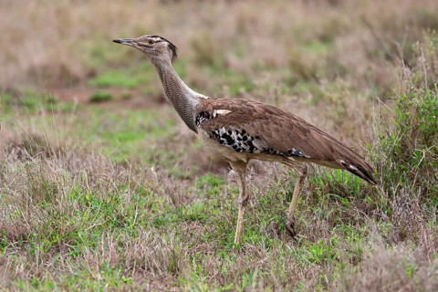 Kori bustard (Ardeotis kori), adult, running, foraging, vigilant, Kruger National Park, Kruger