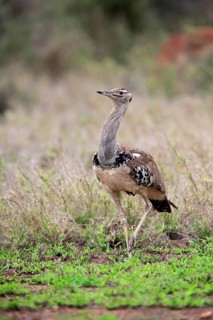 Kori bustard (Ardeotis kori), adult, running, foraging, vigilant, Kruger National Park, Kruger