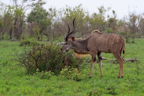 Greater Kudu, zambezi greater kudu (Strepsiceros zambesiensis), adult, male, foraging, feeding,