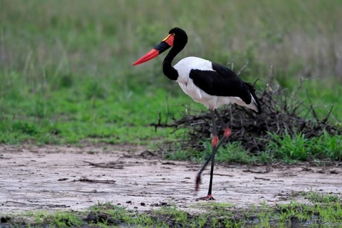 Saddle-billed stork (Ephippiorhynchus senegalensis), adult, foraging, at the water, Kruger National