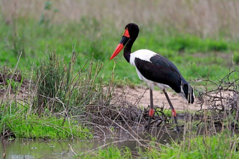 Saddle-billed stork (Ephippiorhynchus senegalensis), adult, foraging, in the water, Kruger National