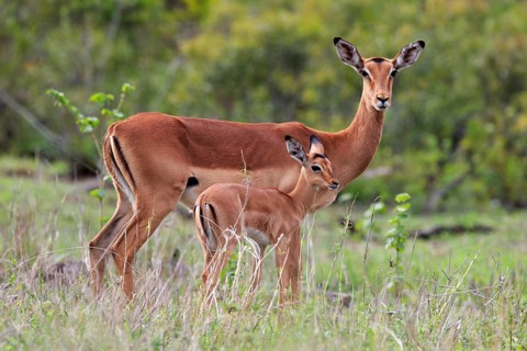 Black Heeler Antelope, (Aepyceros melampus), adult, female, young animal, mother with young animal,