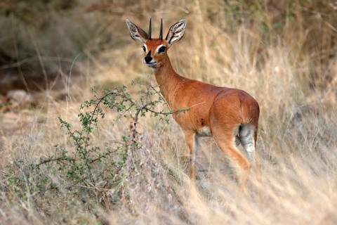 Steenbok (Raphicerus campestris), adult, male, foraging, vigilant, dwarf antelope, Kruger National