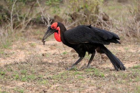 Southern ground hornbill (Bucorvus leadbeateri), adult, foraging, feeding, with prey, alert, Kruger