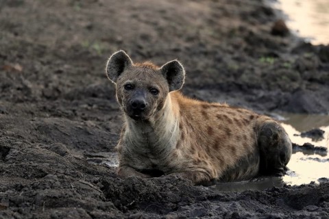 Spotted hyena (Crocuta crocuta), adult, in water, resting, Sabi Sand Game Reserve, Kruger National