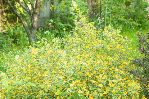 Japanese kerria flowers of yellow color in the garden, selective focus