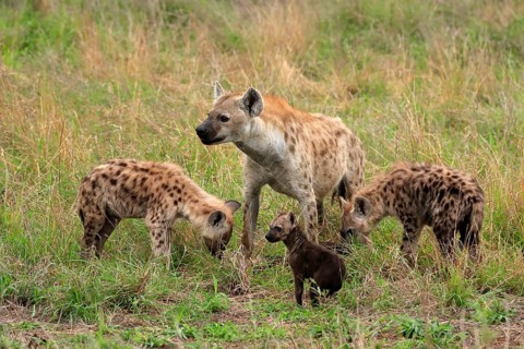 Spotted hyena (Crocuta crocuta), adult, young, mother with young, group, social behaviour, Kruger