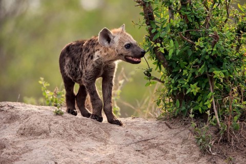 Spotted hyena (Crocuta crocuta), young animal, at the den, vigilant, Kruger National Park, Kruger