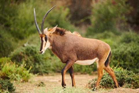 Sable antelope (Hippotragus niger) in the dessert, captive, distribution Africa