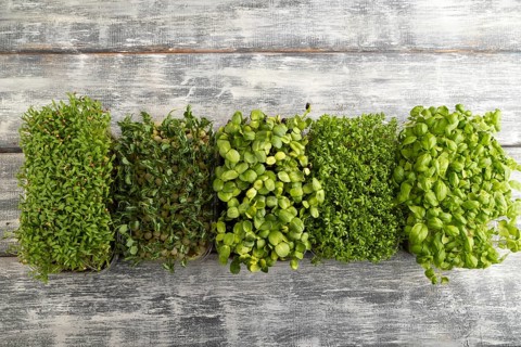 Set of boxes with microgreen sprouts of green basil, pea, cilantro, sunflower, watercress on gray