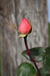 Rosebud (Rosaceae), close-up, Neubeuern, Bavaria, Germany, Europe