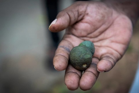 Hand holding fruits of the Rudraksha tree, sacred tree in Hinduism, Addateegala, Andhra Pradesh,