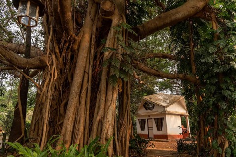 Banyan Tree, Central Guest House, future city Auroville, near Pondicherry or Puducherry, Tamil