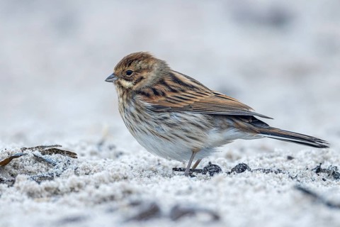 Reed bunting, Heligoland