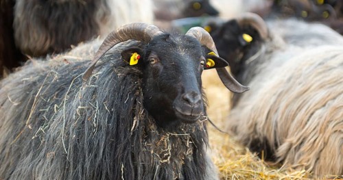 Grey horned Heidschnucken (Ovis gmelini aries) or Lueneburger Heidschnucken with dark head and long