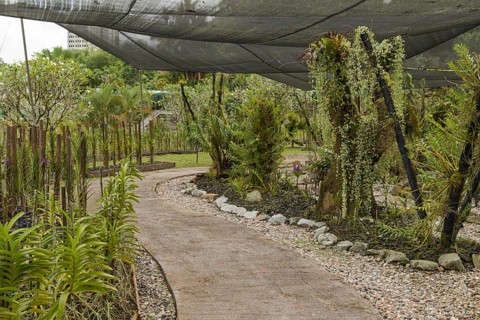 Orchid and bromeliad flower beds in botanical garden, selective focus, copy space, malaysia,