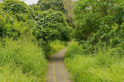Campuhan ridge walk, Bali, Indonesia, track on the hill with grass, large trees, jungle and rice