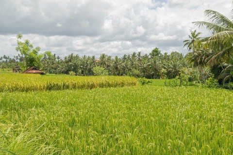Rice fields in countryside, Ubud, Bali, Indonesia, green grass, large trees, jungle and cloudy sky.