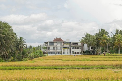 Rice fields with house in countryside, Ubud, Bali, Indonesia, green grass, large trees, jungle and