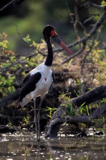 Saddle-billed stork (Ephippiorhynchus senegalensis), adult, foraging, in the water, Kruger National