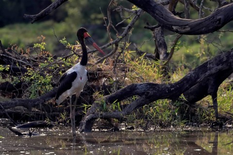 Saddle-billed stork (Ephippiorhynchus senegalensis), adult, foraging, in the water, Kruger National