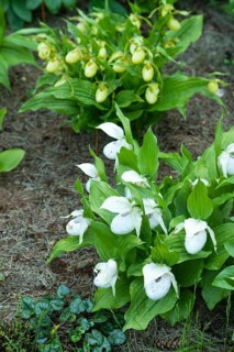 Beautiful orchid flowers of white and yellow color with green leaves in the garden. Lady's-slipper