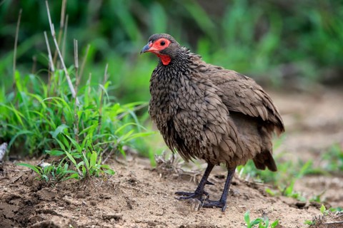 Swainson's spurfowl (Pternistis swainsonii), adult, foraging, vigilant, Kruger National Park,