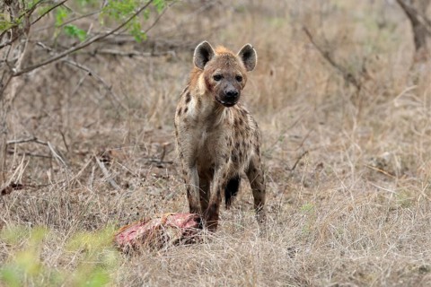 Spotted hyena (Crocuta crocuta), adult, with prey, Sabi Sand Game Reserve, Kruger National Park,